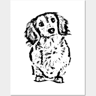 Long Haired Dachshund Sketch Posters and Art